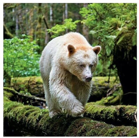 Spirit Bear Oso Kermode Beautiful Creatures Animals Beautiful