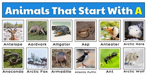 50 Awesome Animals That Start With A Plus Fun Facts Images And A