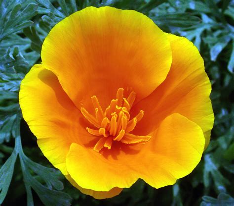 California Golden Poppy - State Flower - Eschscholzia cali… | Flickr