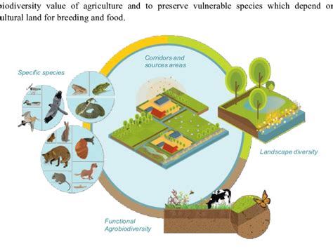 Four Interconnected Pillars For Biodiversity In And Around Agriculture