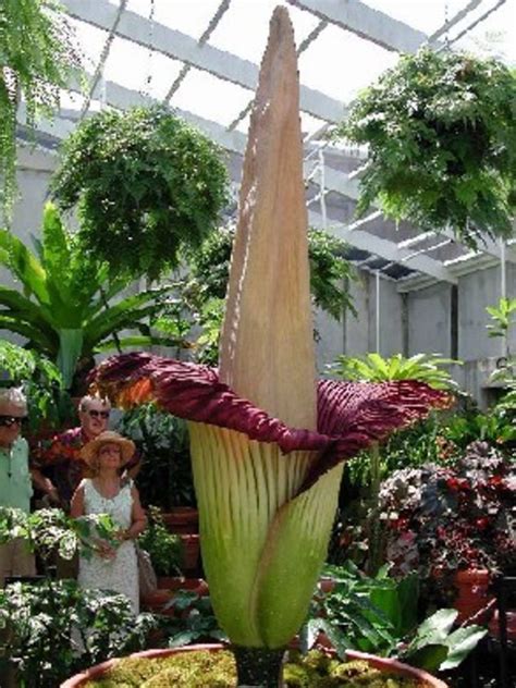 Pagesmediatv & filmtv networkhallmark channel usavideosthe middleton merriwick is still not in bloom.what's going to. Merriwick Flower | Best Flower Site