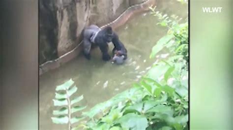 Zoo Forced To Kill Gorilla After Child Climbs Into His Habitat
