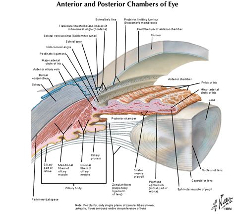 Sei Collaboratore Negare Layers Of Ciliary Body Nube Gruppo Musicale Gomma