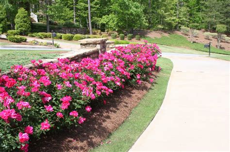 They brighten up landscaped beds, adding charm to your yard with rose landscape designs with knockout roses | knockout roses. Knock Out Roses - Images of how we use them in our ...