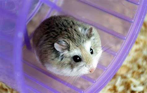 El Hámster Roborovski Hamster Et Compagnie