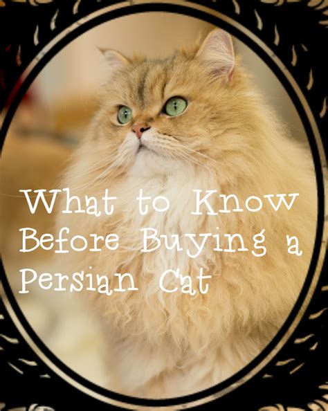 Persian cat drawing cat drawing, persian cat drawing, persian cat. Things to Consider Before Buying a Persian Cat | PetHelpful
