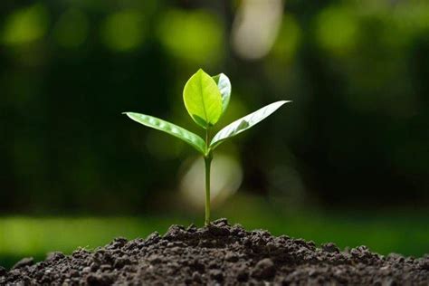How To Grow Your Business By Planting Digital Marketing Seeds