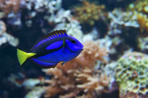 Neon Goby Fish Species Profile