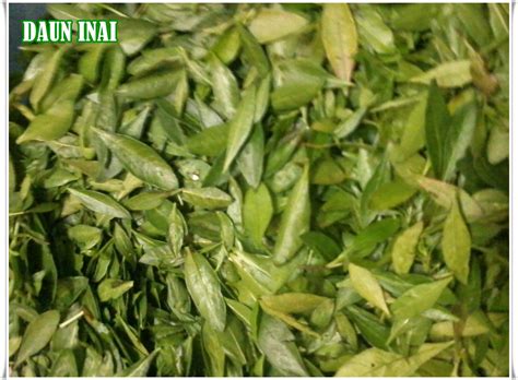 Maybe you would like to learn more about one of these? Daun Herba Mandian Selepas Bersalin - Pscgjacul0wvgm ...