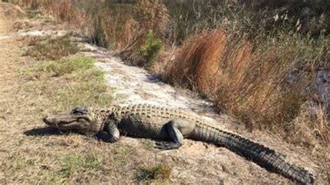 Dead Alligators Being Reported Across South Carolina
