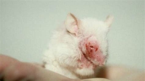 Petition · Be Cruelty-Free campaign : End Cosmetic Animal ...