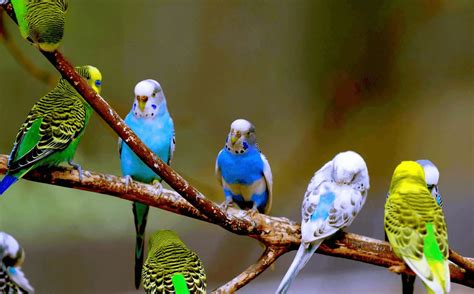 Budgie Bird Budgerigars Species Health Diet Intelligence And Care