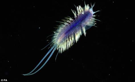 Weird Deep Sea Creatures 60 Images ~ Ttbts Rons World News