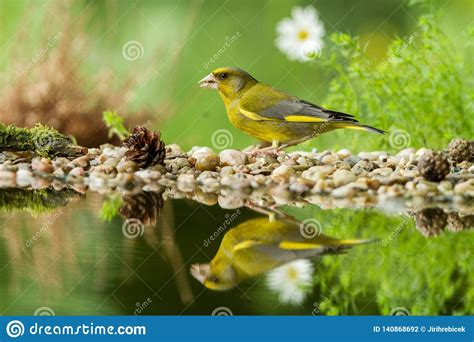 Green Finch Sitting On Lichen Shore Of Water Pond In Forest With