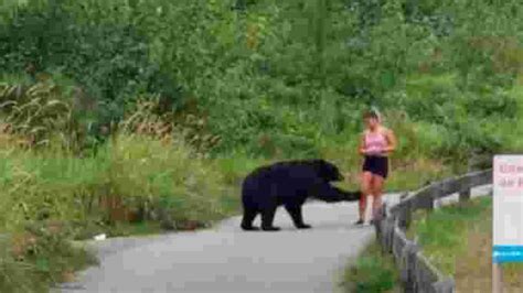 Météomédia Video Captured Of Black Bear Taking Swipe At Runner On
