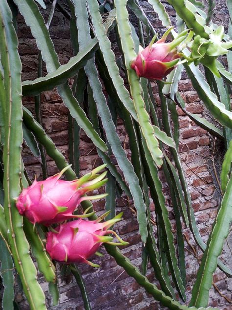 Pernahkan anda menanam tanaman buah di pekarangan rumah anda? Inspirasi 21+ Tanaman Buah Yang Berbuah Terus