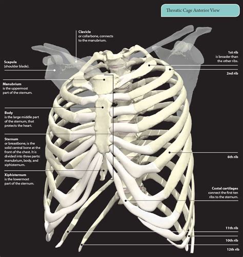 Anatomy Of Ribs In Back Pin On Abdominals Origin Insertion
