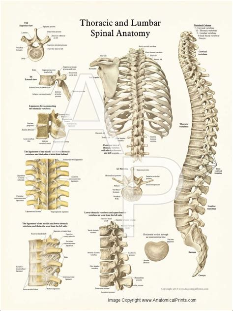 Your lower back (lumbar spine) is the anatomic region between your lowest rib and the upper part of the buttock.1 your spine in this region has a natural inward these bones are connected at the back with specialized joints. Pin on Things I love