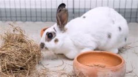 Polish Rabbit Breed Youtube