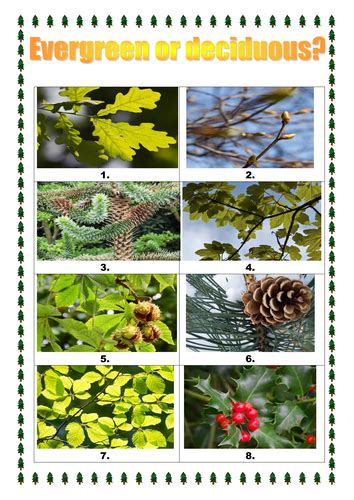 Ks1 Science Evergreen And Deciduous Trees Activity Teaching Resources