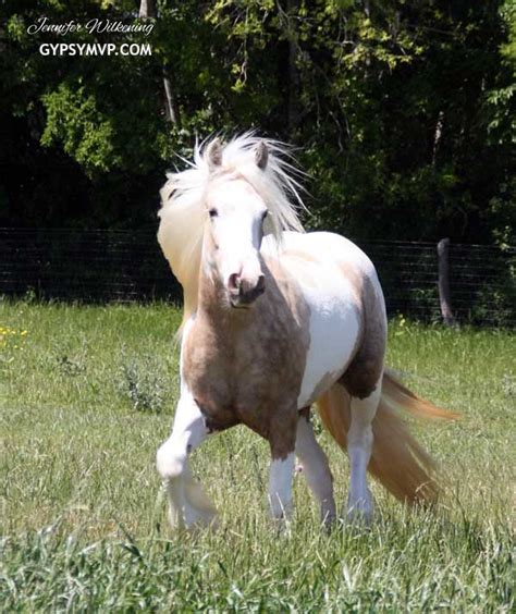 Breyer custom horse stablemate palomino gypsy vanner. Gypsy Vanner Horses for Sale | Filly | Palomino Tobiano | Riverstone Mariah