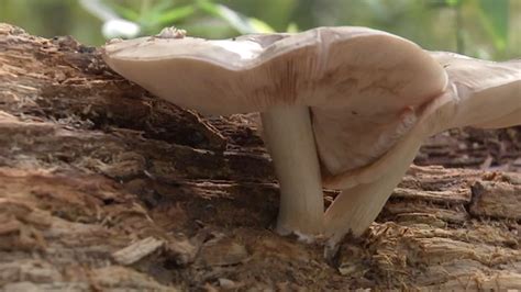 Why So Many Mushrooms In Houston Heres Whats Causing The Invasion