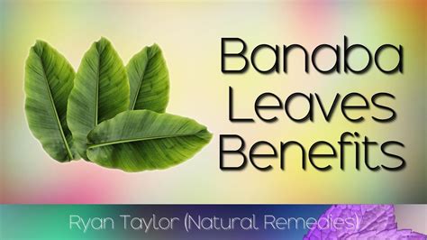 Banaba Leaves Benefits For Health Youtube