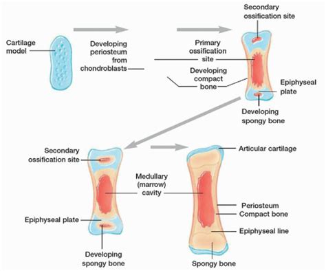 Histology Formation And Growth Of Bone And Articular Cartilage