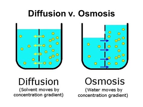 Osmosis, tonicity, and hydrostatic pressure. Diffusion v. Osmosis - BIOLOGY JUNCTION