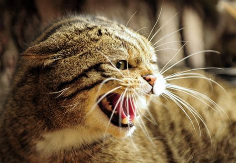 Hd Wallpaper European Wild Cat Face Teeth Jaws Rage Anger Animal