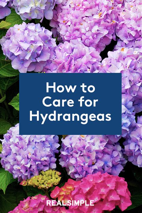 They don't last like roses or lisianthus, and they don't like hot weather. How to Care for Hydrangeas to Get the Most Beautiful ...