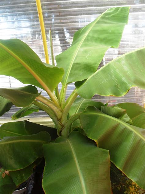 A banana tree is grown by planting a banana tree seed in a filled plant pot. The Scientific Gardener: Tropical Aspirations
