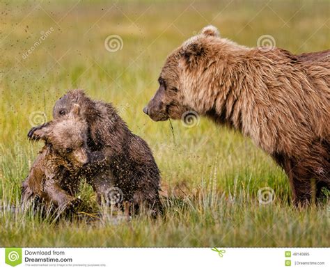 Wrestling Bear Cubs Stock Image Image Of Park Bear 48140885