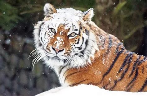 Siberian Tiger Description Habitat Image Diet And Interesting Facts