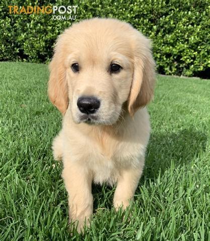 We will provide transportation for your puppy if needed and have had great success with our puppies. Golden-Retriever-Puppies