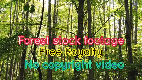 Forest Footage Stock Videos Free Royalty No Copyright Videos Youtube