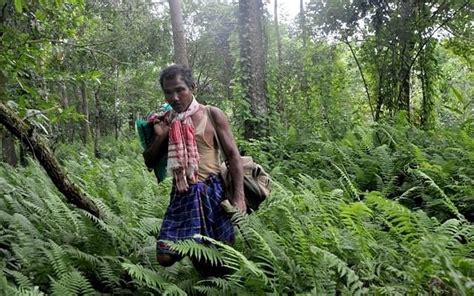 Jitu Dass Blog Jadav Molai Payeng যাদৱ পায়েং The Forest Man Of