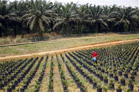 Bursa malaysia derivatives futures should trade in a range near 2,200. Malaysian Palm Oil Price Edges Lower on Upbeat Oct ...