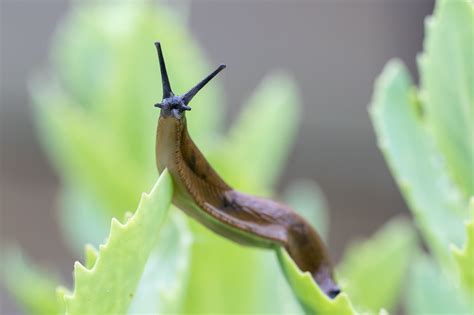8 Ways To Get Rid Of Slugs In Your Garden Uk