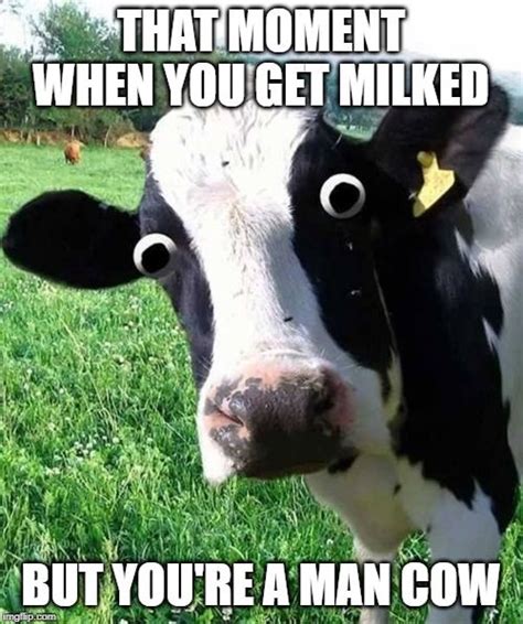 13 Cow Memes Funny Moshantaybah
