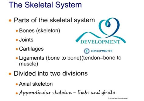 Solution Skeleton System Studypool