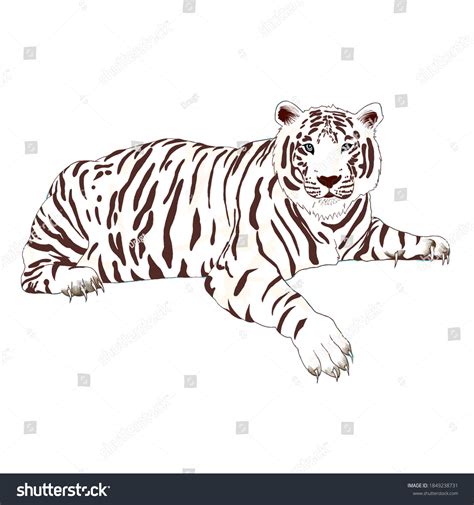 Illustrated White Tiger Blue Eyed Stock Illustration 1849238731