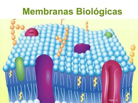 Membranas Biológicas Generalidades Bicapa Lipídica Mosaico Fluido