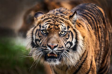 Tiger Stock Photo Download Image Now Istock