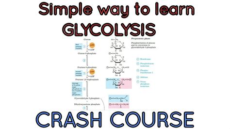Simplest Tricks To Learn Glycolysis Pathway Subsstrates Enzymes And