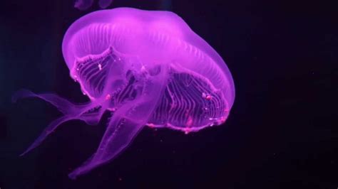 Coelenterata - YouTube