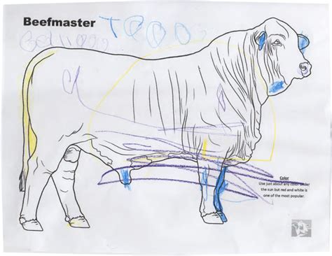 Longhorn cow canvas or photo print. Cattle Breed Coloring Pages - Beefmaster