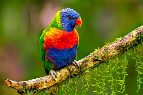 Latest images of blue magpie birds habitat. Bellingen Birdwatching | Coffs Coast