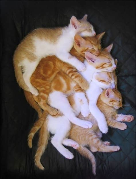 12 Cute Photos Of Cats Napping Together In Weird Positions Viral Cats