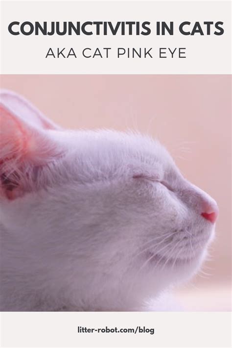Cats infected with felv also are more at risk of developing this disease. Fip In Cats Contagious To Other Cats - Cats Family